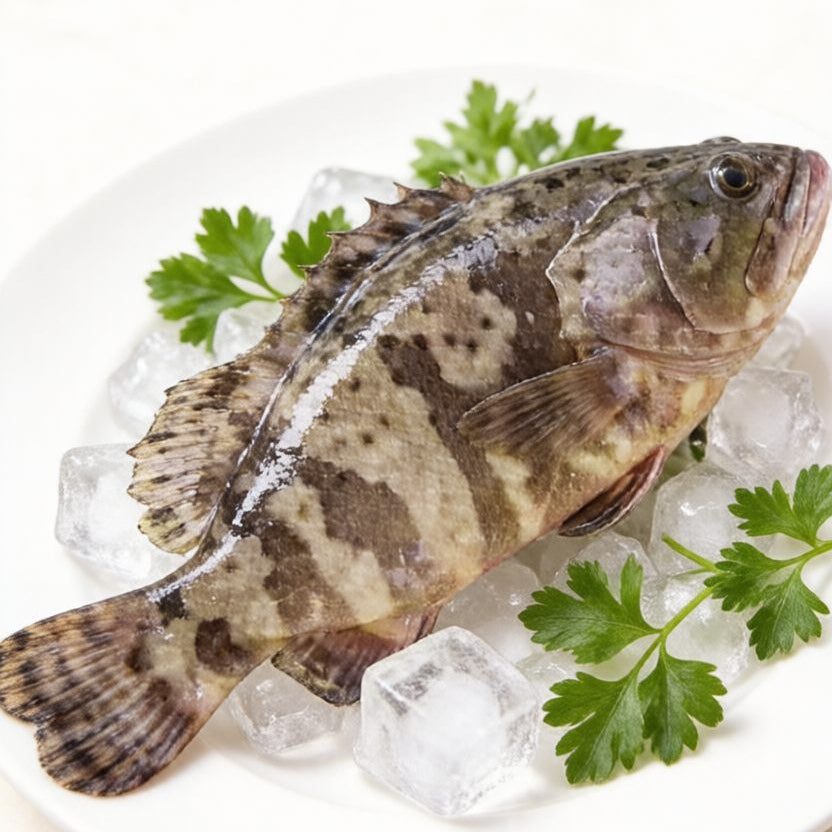 Live Grouper